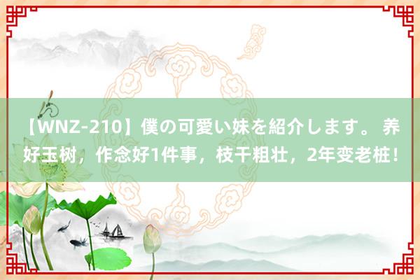 【WNZ-210】僕の可愛い妹を紹介します。 养好玉树，作念好1件事，枝干粗壮，2年变老桩！